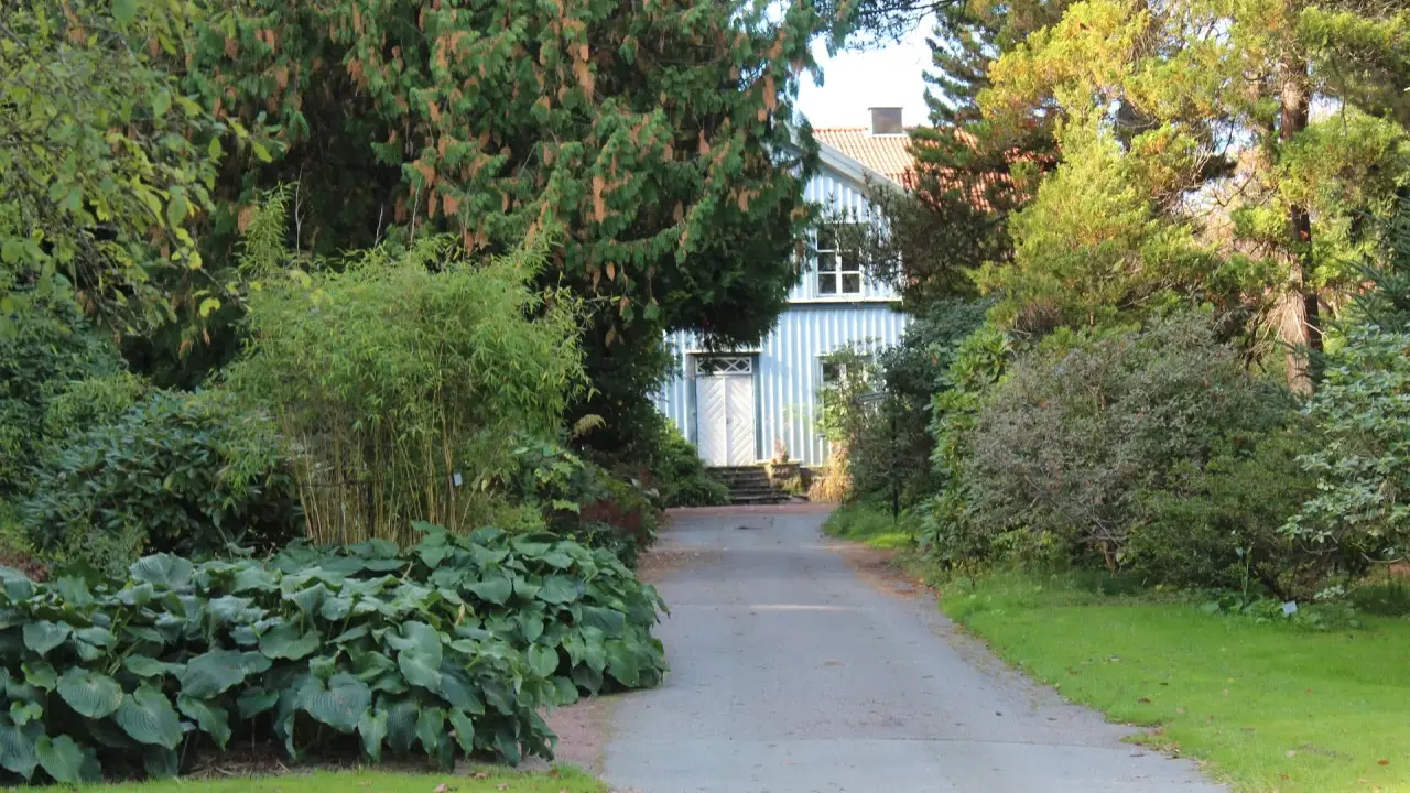 Vacker trädgård med en blåvit villa i bakgrunden. En grusväg leder fram till huset, kantad av frodiga växter och träd. Man ser hur man kan plantera buskar i grupp för att skapa en lummig miljö.