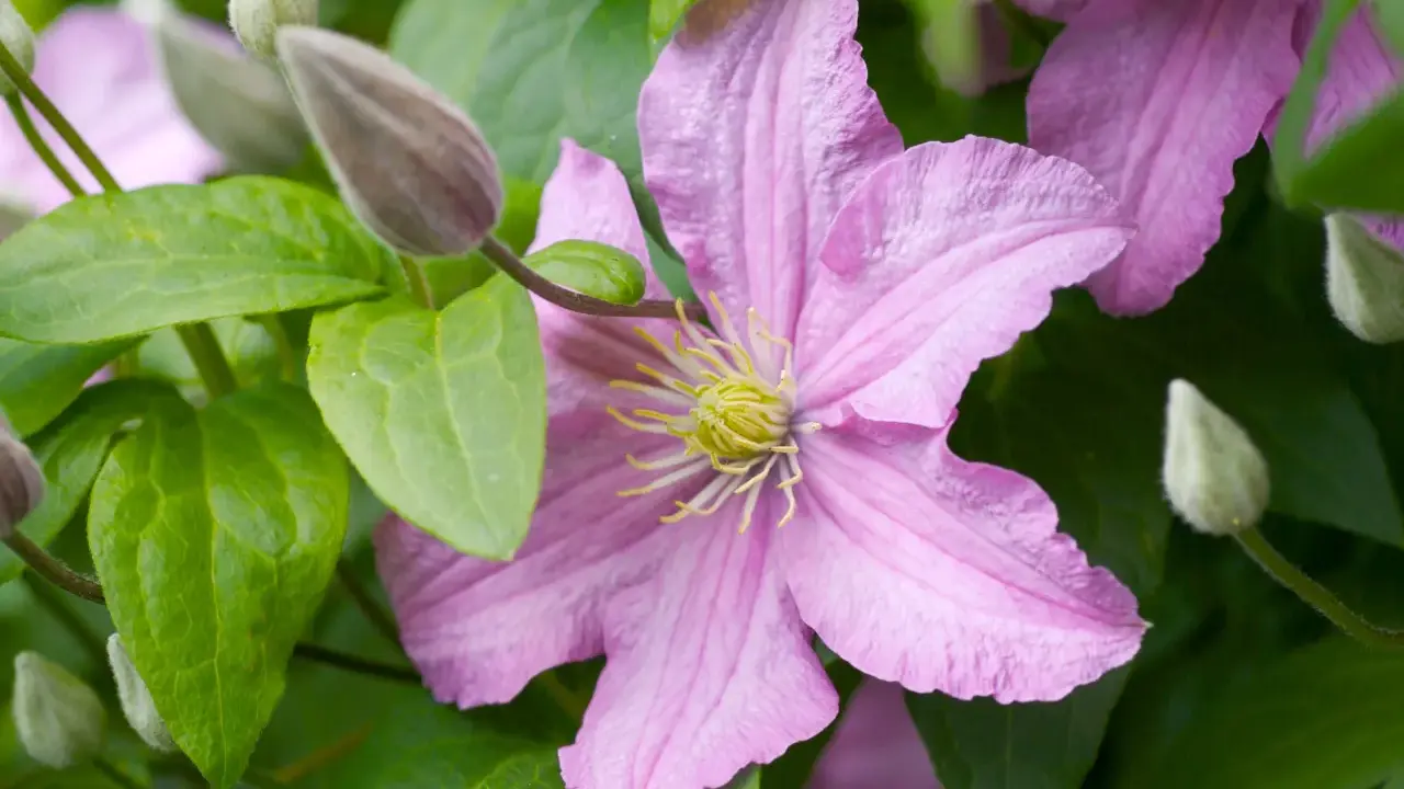 En ljusrosa klematis blommar med gröna blad och knoppar. Vackra klematis sorter som denna ger färg till trädgården.