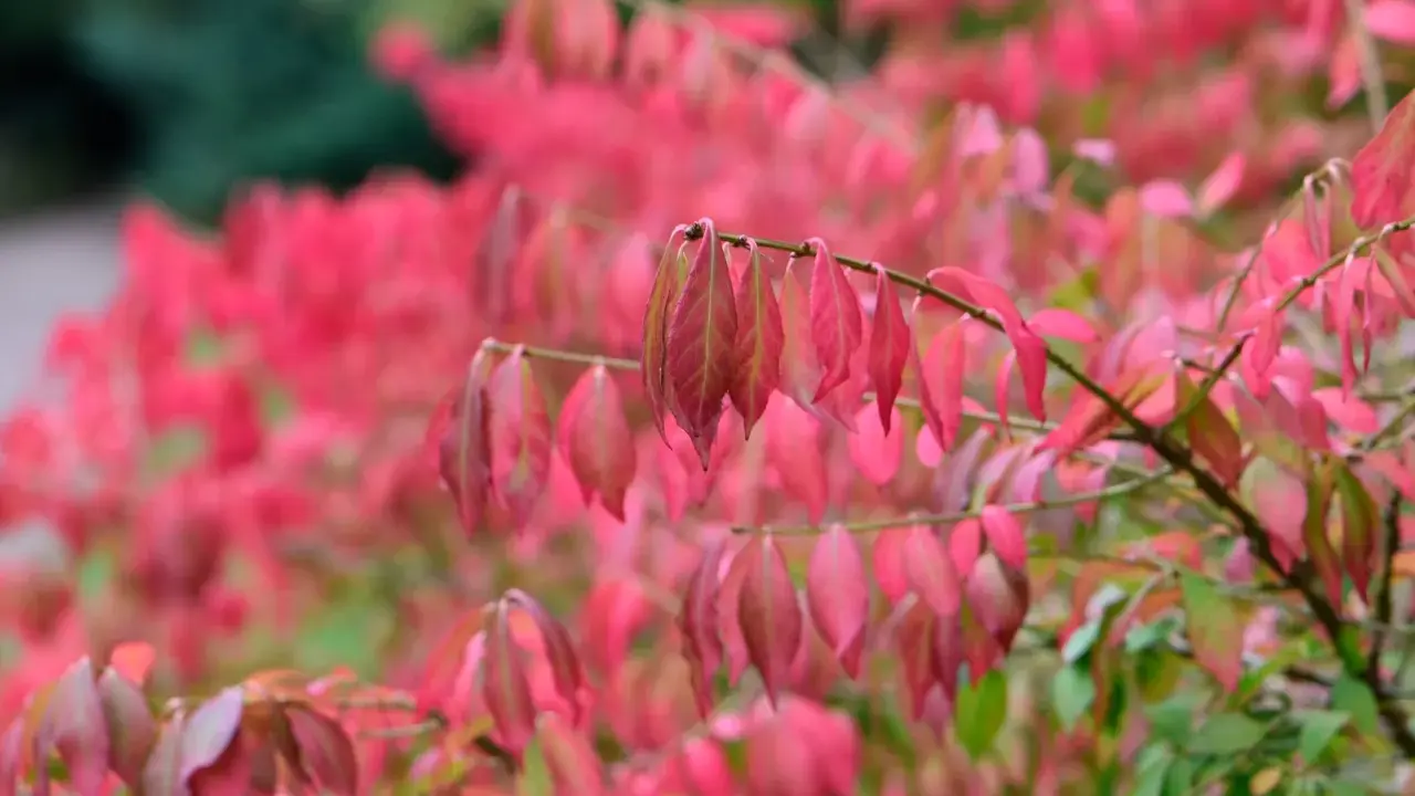 En buske med rosa blommor i höstfärger. Bladen skiftar i rosa, rött och grönt.