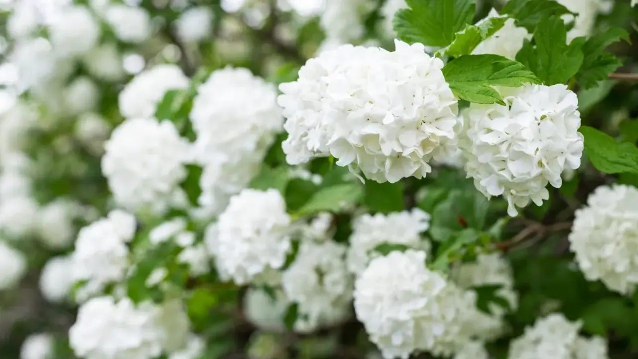 En buske med vita blommor, som snöbollar, i full blom. Grönskande blad ger en fin kontrast.