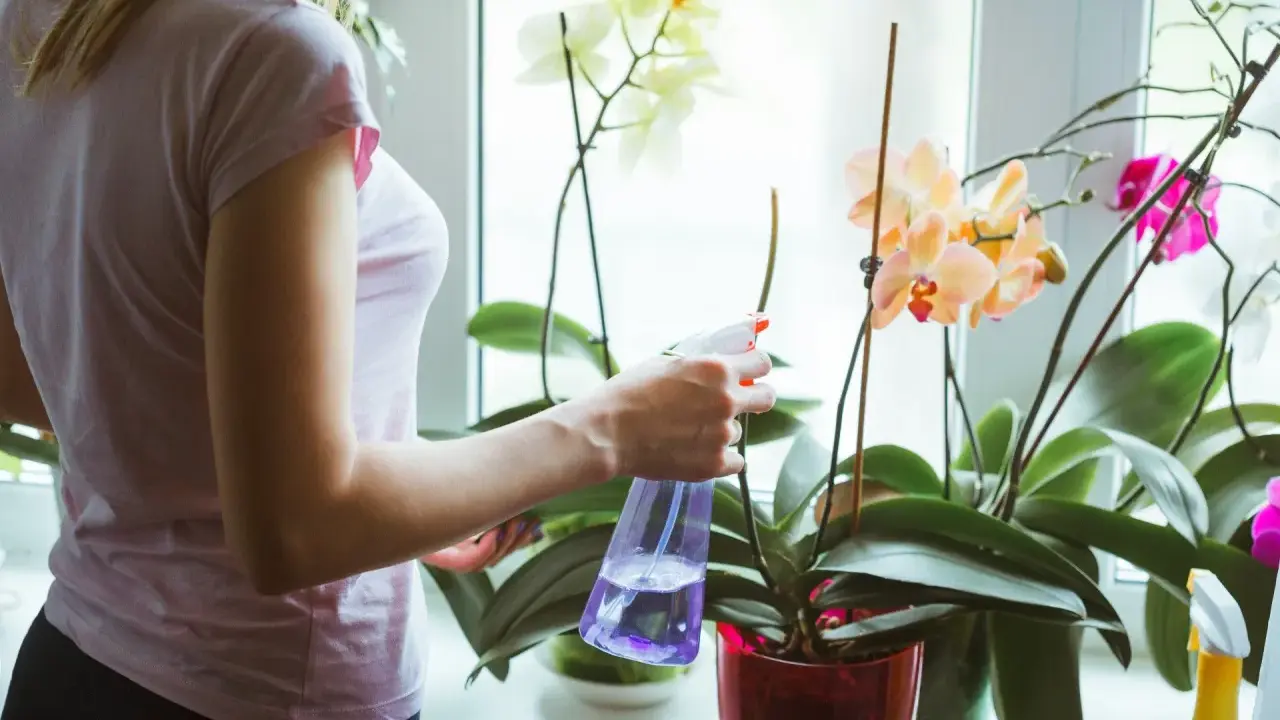 En person vattnar orkidéer med en sprayflaska. Blommorna är i olika färger: vita, rosa och aprikos.