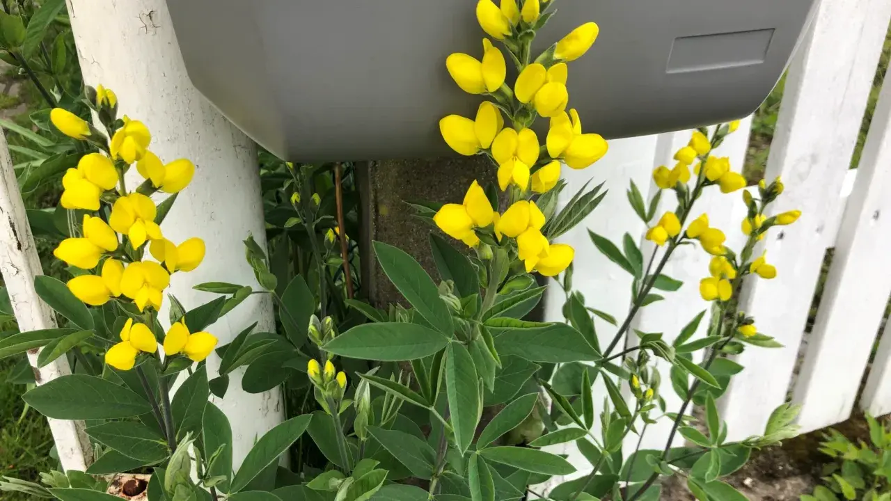 Gula blommor klättrar längs ett vitt staket och en grå brevlåda.