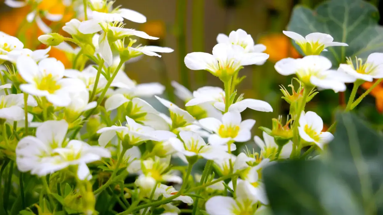 En tät samling av små, vita perenner med gula mittar blommar frodigt.