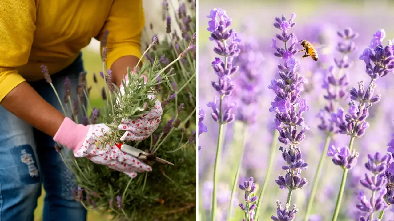 En person med blomstrande handskar klipper lavendel. En bi surrar bland de lila blommorna.