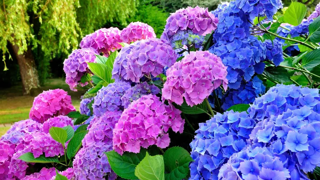 En trädgård med blomstrande hortensior i lila och blå nyanser. Perfekt för att plantera hortensia och skapa en färgsprakande oas.