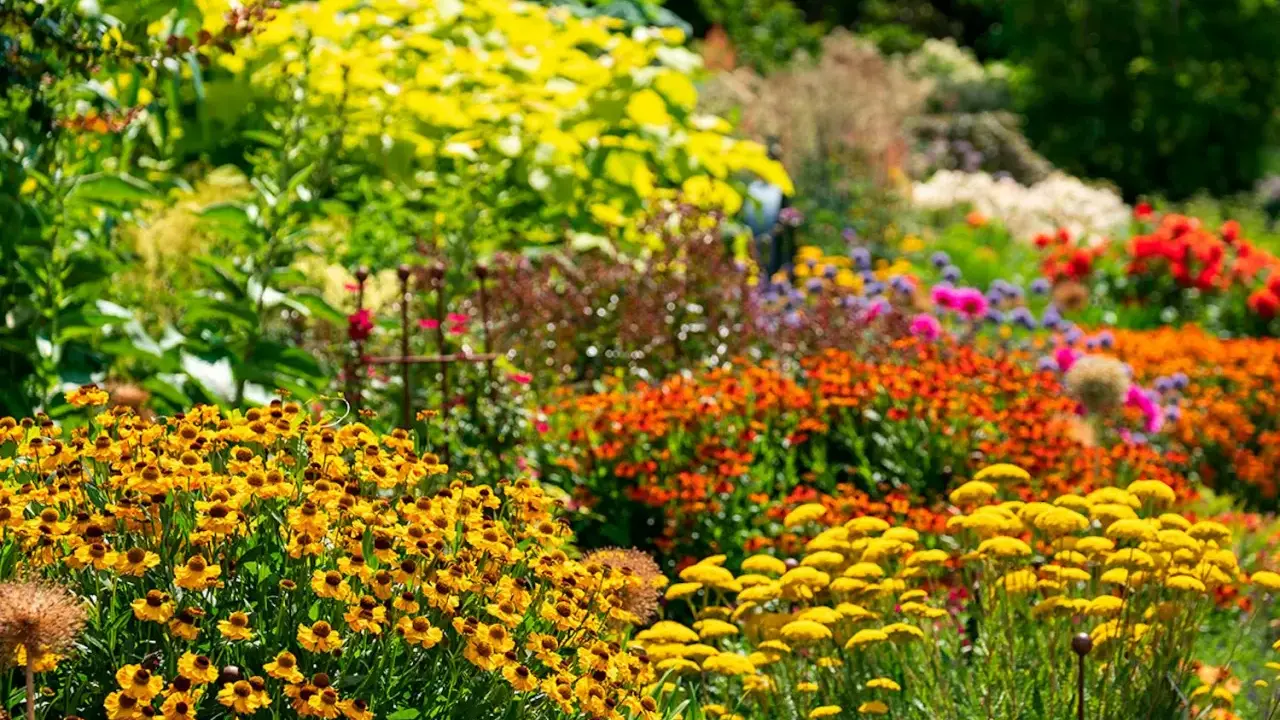 En blomstrande rabatt med massor av låga perenner i gult, orange och rött. Solen lyser upp de färggranna blommorna.