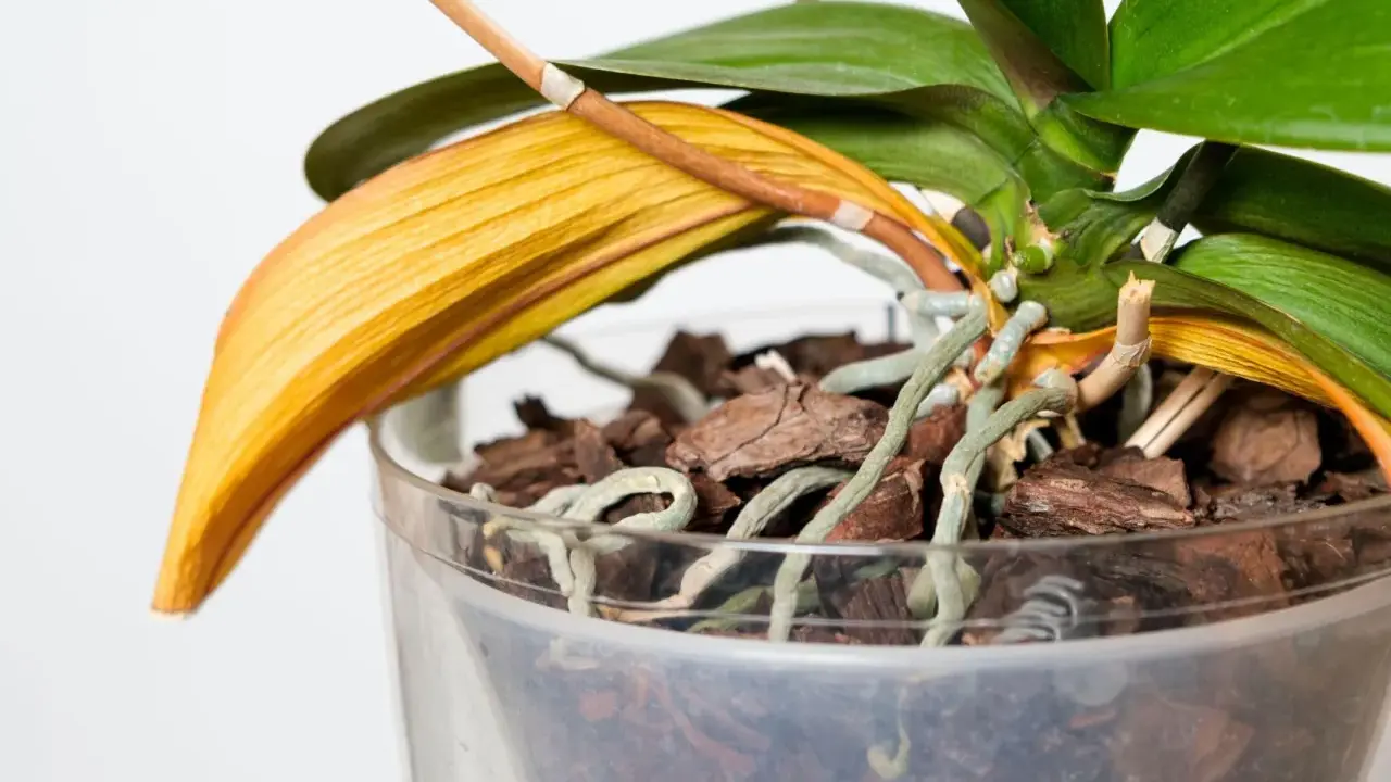 En orkidé med ett gult blad som börjar vissna. Rötterna är synliga i den genomskinliga krukan.