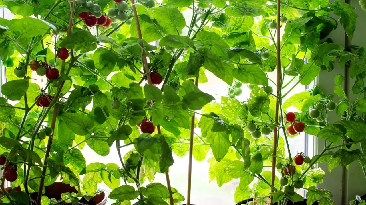 Tomatplantor i krukor vid fönstret, med både gröna och röda tomater som växer. En härlig syn för den som gillar att plantera tomater.