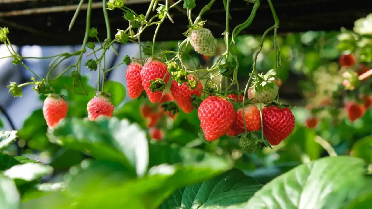 Röda jordgubbar hänger från plantan, redo att plockas. Perfekt jord till jordgubbar ger dessa läckra bär.
