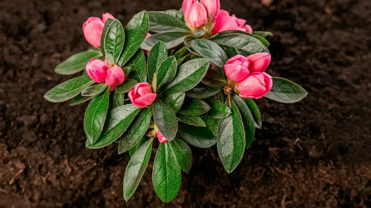En vacker rosa rhododendron med knoppar redo att slå ut, väntar på att planteras i den mörka jorden.