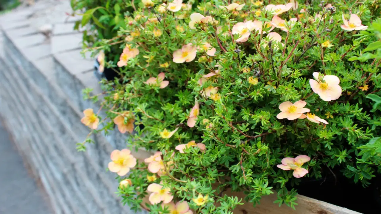 Buskar med små, ljusrosa blommor och gröna blad. Dessa torktåliga buskar trivs i soliga lägen och ger färg till trädgården.