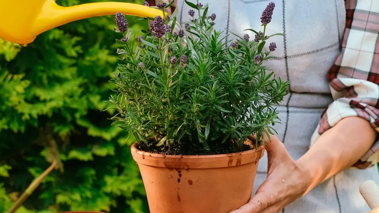 En person vattnar en frodig lavendel i kruka. Doften av lavendel sprider sig i trädgården.