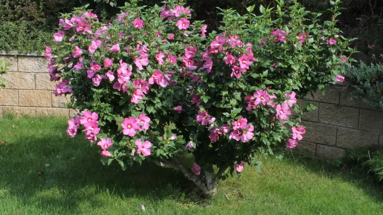 En frodig hibiskus utomhus blommar med rosa blommor. Busken står på en gräsmatta intill en stenmur.