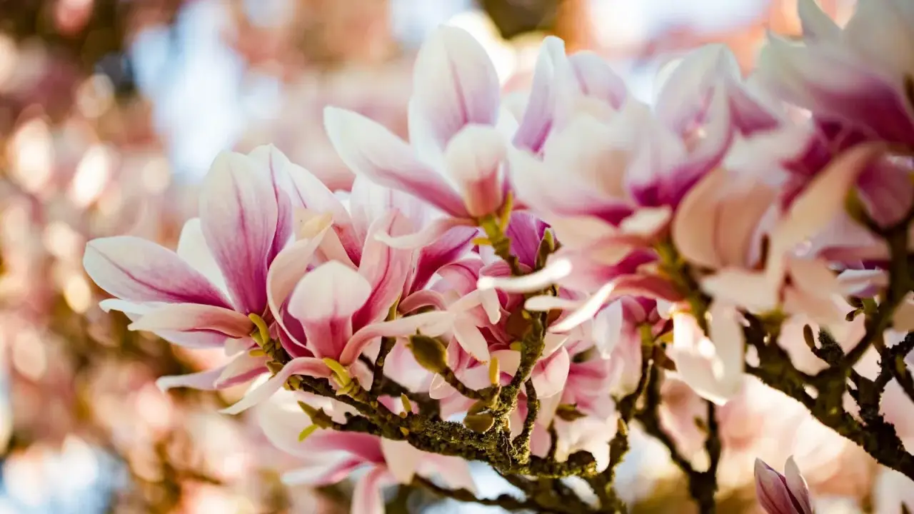 En gren med rosa och vita magnoliablommor som blommar i solljus. En vacker klippa av magnolia.