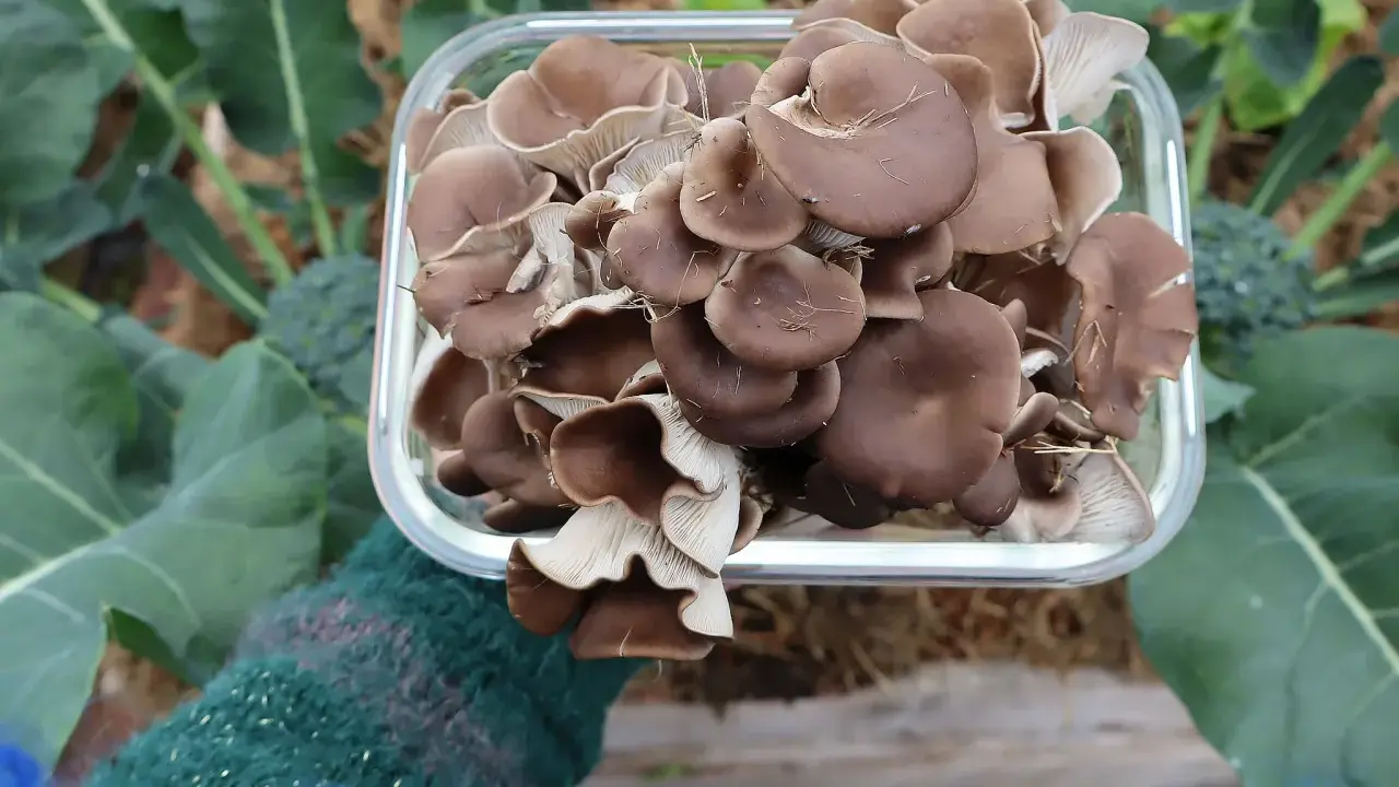 En hand i en grön vante håller en glasburk fylld med färska ostronskivlingar. En lyckad skörd av att odla svamp hemma, med gröna blad i bakgrunden.
