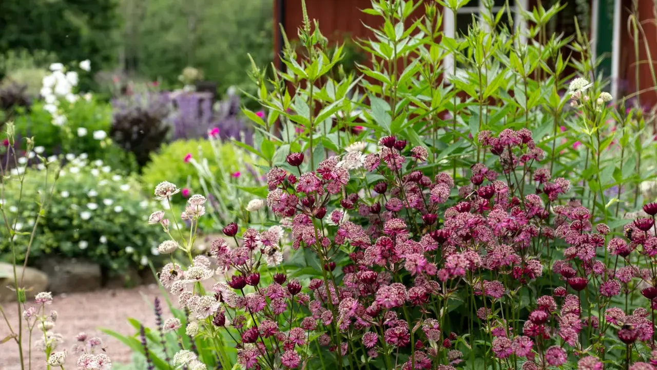 En lummig trädgård med olika blommor sorter. Framträdande är mörklila stjärnflockor och ljusare, nästan vita blommor. I bakgrunden skymtar ett rött hus.
