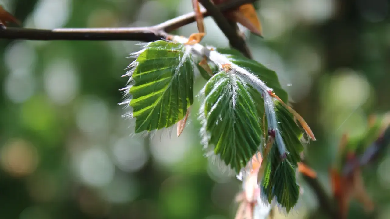 Nya, ludna blad på en gren, som visar hur buskar som trivs i skugga kan få vackra detaljer.