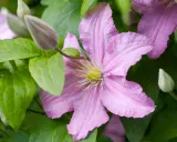 En ljusrosa klematis blommar med gröna blad och knoppar. Vackra klematis sorter som denna ger färg till trädgården.