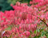En buske med rosa blommor i höstfärger. Bladen skiftar i rosa, rött och grönt.