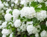 En buske med vita blommor, som snöbollar, i full blom. Grönskande blad ger en fin kontrast.