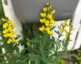 Gula blommor klättrar längs ett vitt staket och en grå brevlåda.