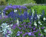 En lummig rabatt med en blå blomma perenn i fokus, omgiven av vita och lila blommor. En grusgång leder förbi den rikliga växtligheten.