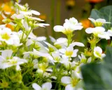 En tät samling av små, vita perenner med gula mittar blommar frodigt.