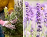 En person med blomstrande handskar klipper lavendel. En bi surrar bland de lila blommorna.