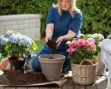 Kvinna planterar vackra hortensia utomhus med jord i händerna.