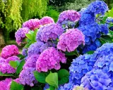 En trädgård med blomstrande hortensior i lila och blå nyanser. Perfekt för att plantera hortensia och skapa en färgsprakande oas.