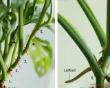 Steg för att plantera om monstera. Röda linjer visar var du ska klippa för att föröka din planta. Luftrot synlig.