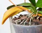 En orkidé med ett gult blad som börjar vissna. Rötterna är synliga i den genomskinliga krukan.