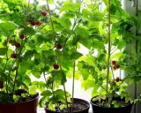 Tomatplantor i krukor vid fönstret, med både gröna och röda tomater som växer. En härlig syn för den som gillar att plantera tomater.