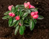 En vacker rosa rhododendron med knoppar redo att slå ut, väntar på att planteras i den mörka jorden.