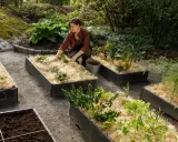 Kvinna planterar i upphöjda bäddar med mullrik jord och halm. Odling av jordgubbar, kål och blommor.