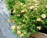 Buskar med små, ljusrosa blommor och gröna blad. Dessa torktåliga buskar trivs i soliga lägen och ger färg till trädgården.