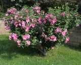 En frodig hibiskus utomhus blommar med rosa blommor. Busken står på en gräsmatta intill en stenmur.