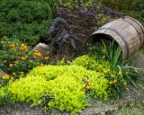 En gammal tunna vilar bland låga blommande buskar och gröna växter. Orange och gula blommor lyser upp trädgården.
