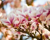 En gren med rosa och vita magnoliablommor som blommar i solljus. En vacker klippa av magnolia.