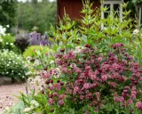 En lummig trädgård med olika blommor sorter. Framträdande är mörklila stjärnflockor och ljusare, nästan vita blommor. I bakgrunden skymtar ett rött hus.