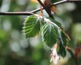 Nya, ludna blad på en gren, som visar hur buskar som trivs i skugga kan få vackra detaljer.