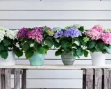 En rad vackra hortensior i kruka, i färger från vitt till rosa och lila, står uppradade mot en vitmålad trävägg.
