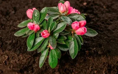 En vacker rosa rhododendron med knoppar redo att slå ut, väntar på att planteras i den mörka jorden.