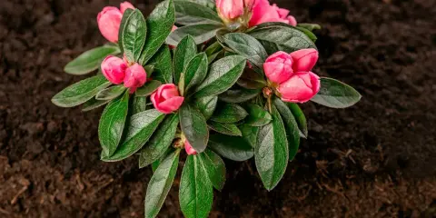 En vacker rosa rhododendron med knoppar redo att slå ut, väntar på att planteras i den mörka jorden.