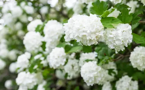 En buske med vita blommor, som snöbollar, i full blom. Grönskande blad ger en fin kontrast.