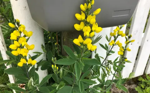 Gula blommor klättrar längs ett vitt staket och en grå brevlåda.