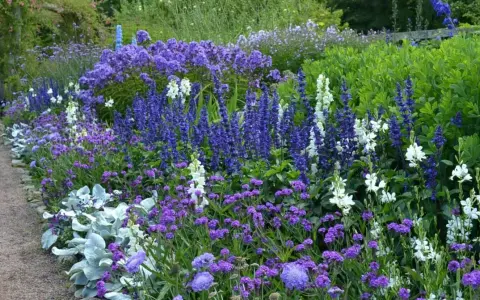 En lummig rabatt med en blå blomma perenn i fokus, omgiven av vita och lila blommor. En grusgång leder förbi den rikliga växtligheten.