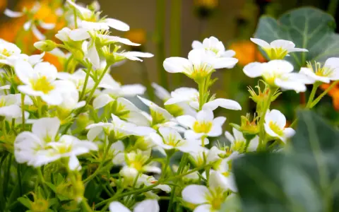En tät samling av små, vita perenner med gula mittar blommar frodigt.