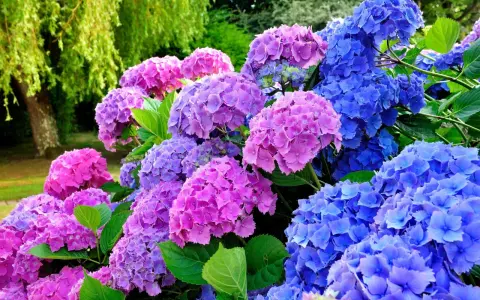 En trädgård med blomstrande hortensior i lila och blå nyanser. Perfekt för att plantera hortensia och skapa en färgsprakande oas.