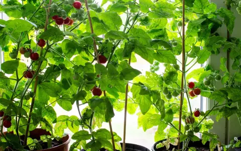 Tomatplantor i krukor vid fönstret, med både gröna och röda tomater som växer. En härlig syn för den som gillar att plantera tomater.